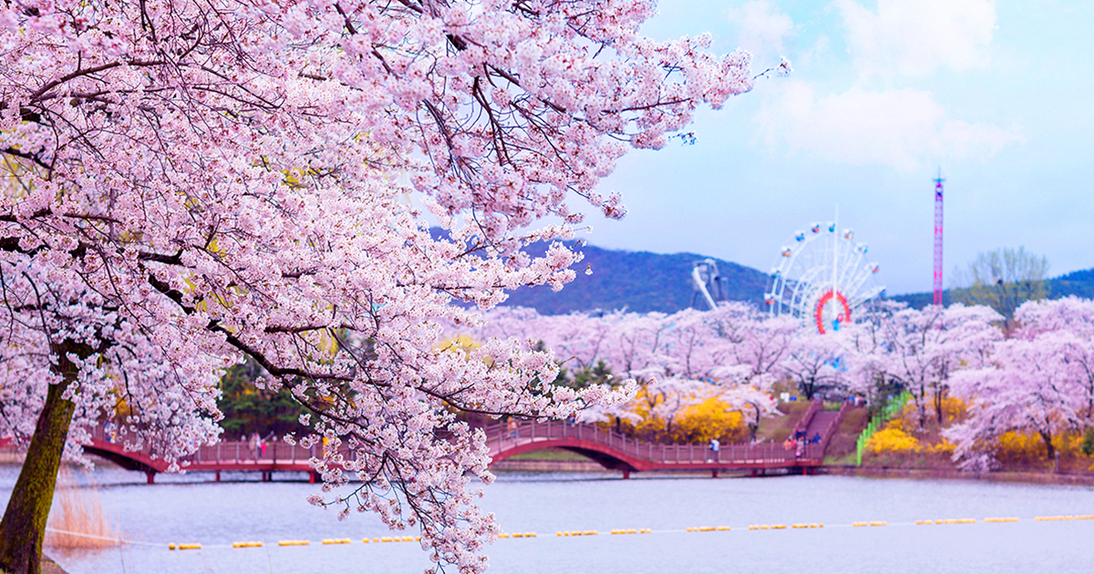 Gyeongju Cherry Blossom Festival 2019 Day Tour from Seoul Trazy